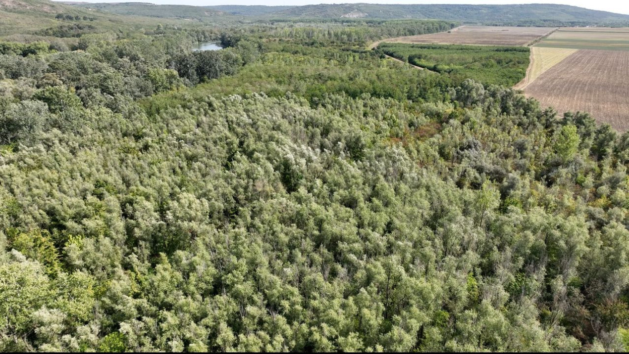 180 ha Padure de vanzare judetul Iasi