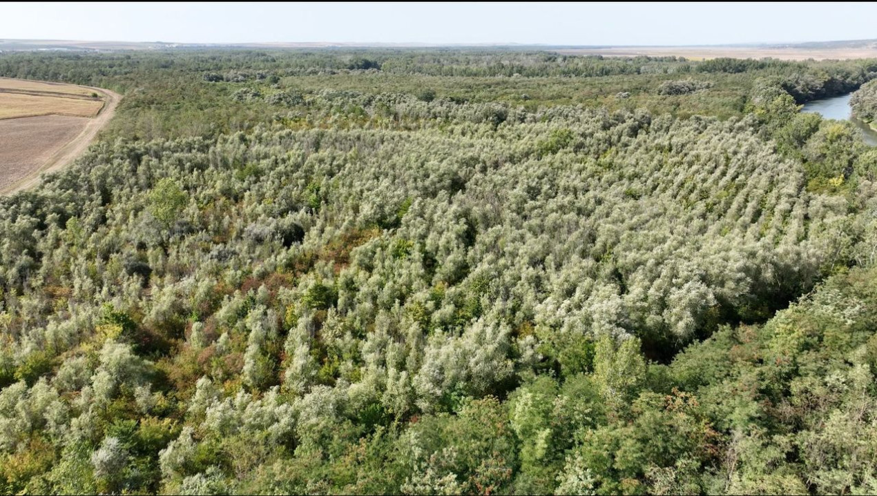 180 ha Padure de vanzare judetul Iasi