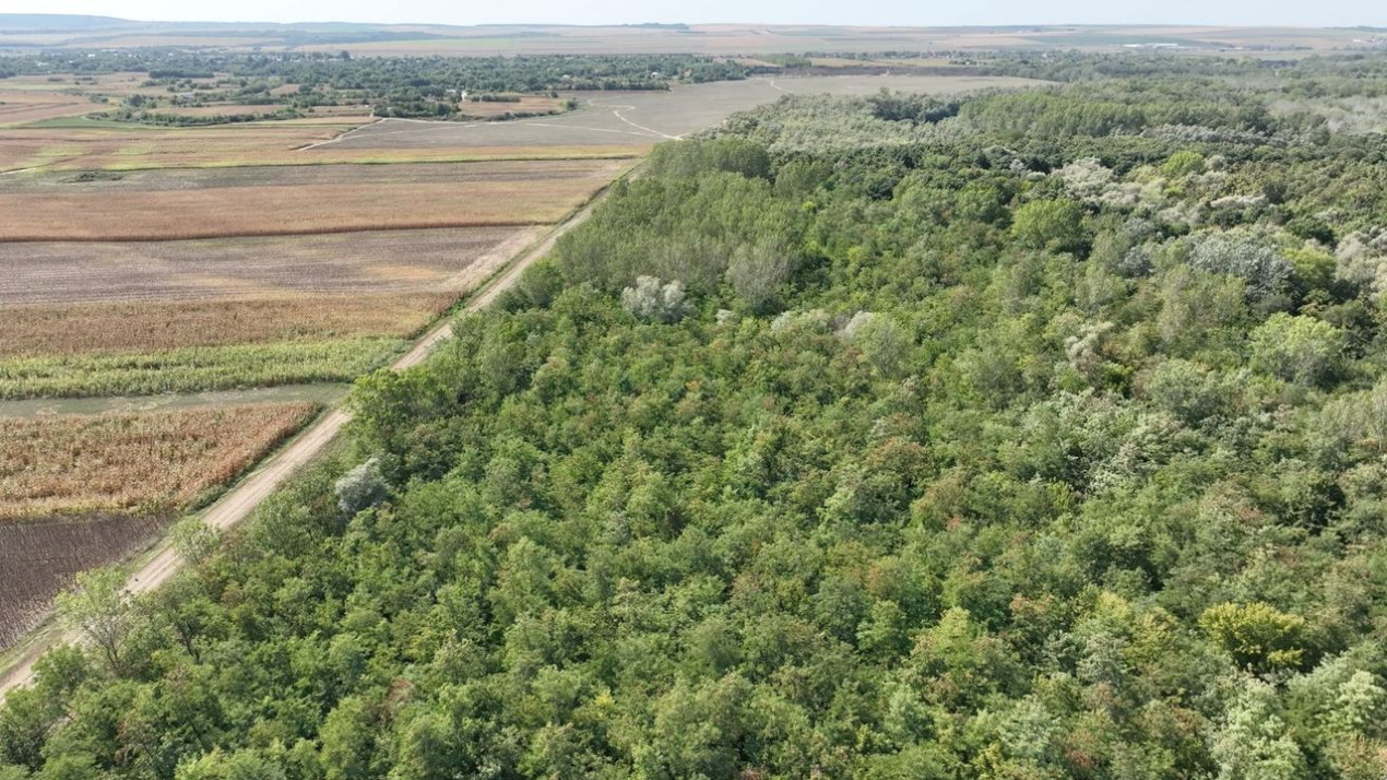 180 ha Padure de vanzare judetul Iasi